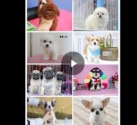 合肥热门犬舍常年出售宠物狗 品种齐全 保证健康纯种